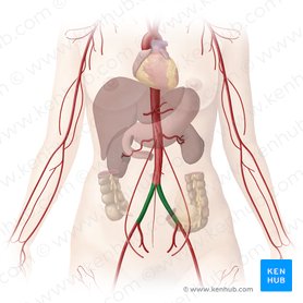 Common iliac artery (Arteria iliaca communis); Image: Begoña Rodriguez