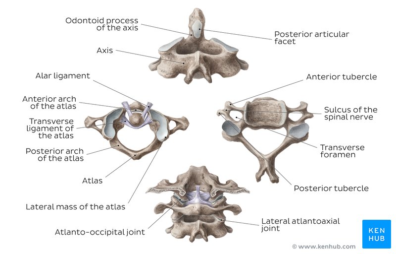 Vertebral Column: Anatomy, vertebrae, joints & ligaments | Kenhub