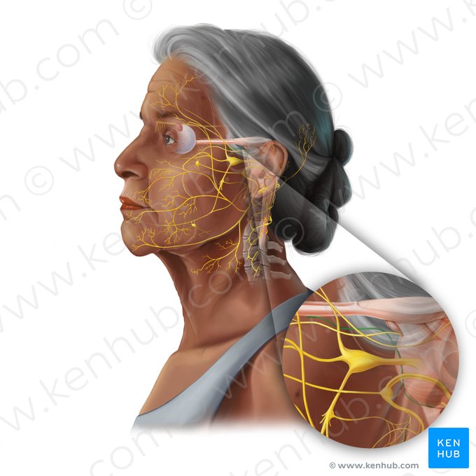 Nervus abducens (Augenabziehnerv); Bild: Tal Bavli Ziv