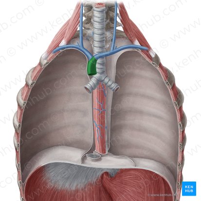 Superior vena cava (Vena cava superior); Image: Yousun Koh