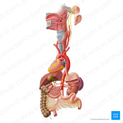 Ramo cardíaco cervical superior do nervo vago (Ramus cardiacus cervicalis superior nervi vagi); Imagem: Paul Kim