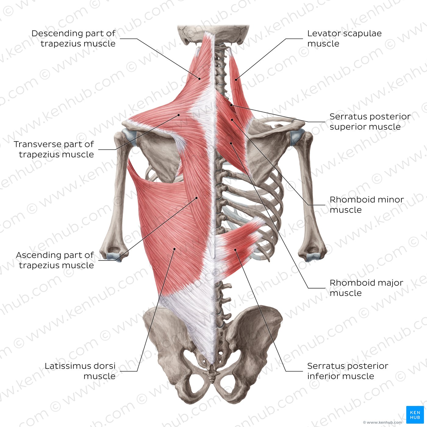 Superficial muscles of the back