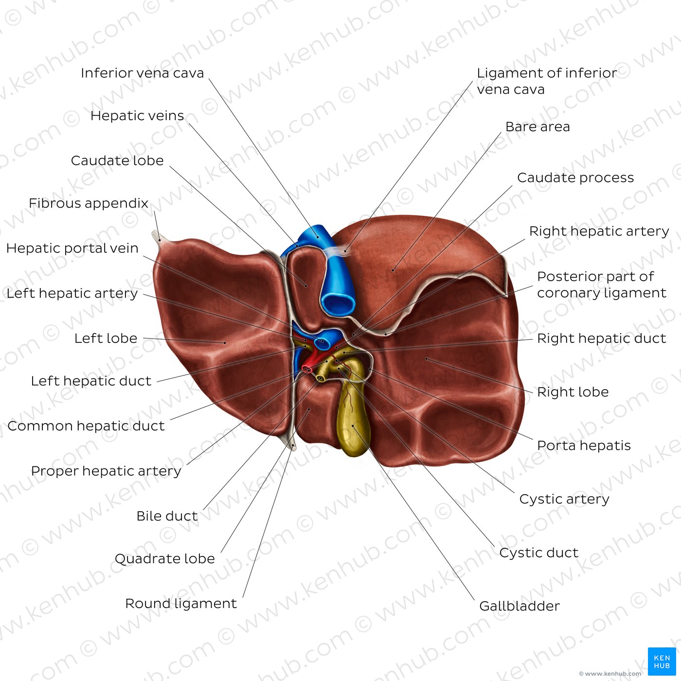 Inferior view of the liver