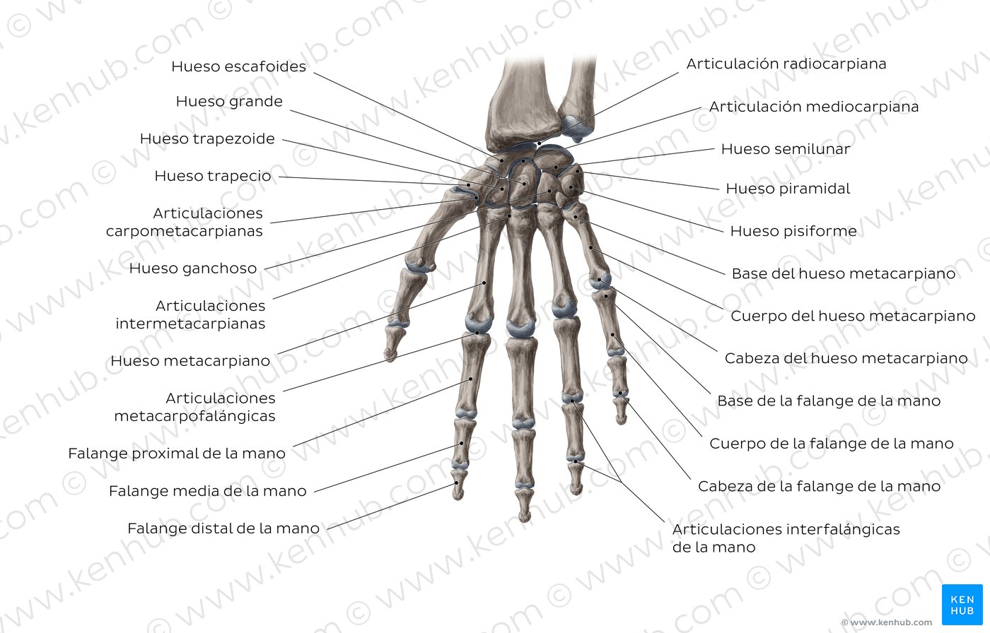 Mano Y Muneca Huesos Musculos Arterias Y Nervios Kenhub