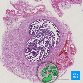 Rami venarum utericae et ovaricae (Äste der Gebärmutter- und Eierstockvenen); Bild: 