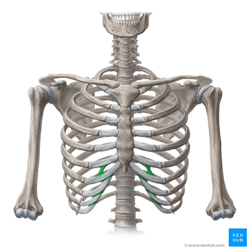 Interchondral joints