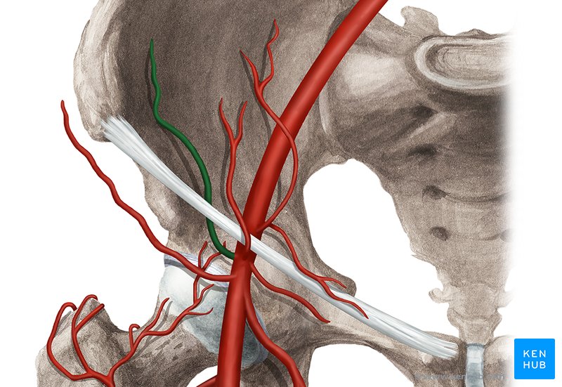 Deep circumflex iliac artery - ventral view