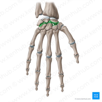 Articulatio mediocarpea (Mittelhandgelenk); Bild: Paul Kim