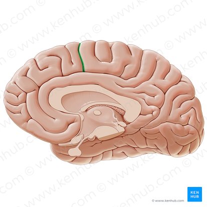 Surco paracentral (Sulcus paracentralis); Imagen: Paul Kim