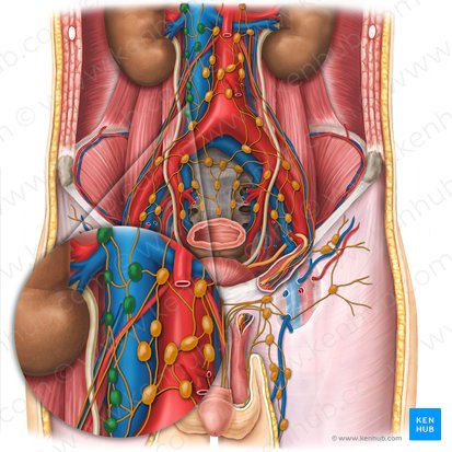 Right lumbar lymph nodes (Nodi lymphoidei lumbales dextri); Image: Esther Gollan