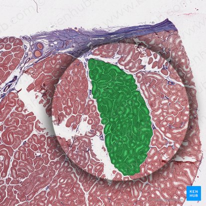 Lobule of testis (Lobulus testis); Image: 