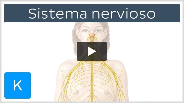 ▷El Sistema Nervioso Central ¿Qué es? ¿Cómo funciona?