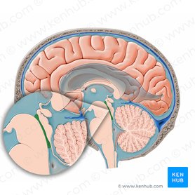 Aqueduto cerebral (Aqueductus cerebri); Imagem: Paul Kim