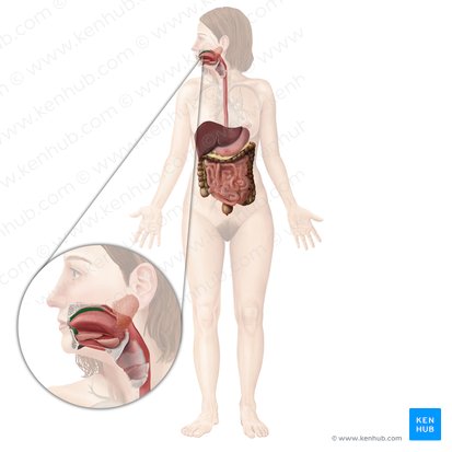 Sistema digestivo: Anatomía, órganos, funciones | Kenhub