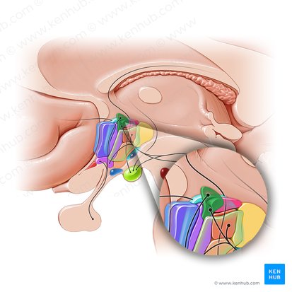 Paraventricular hypothalamic nucleus (Nucleus paraventricularis hypothalami); Image: Paul Kim