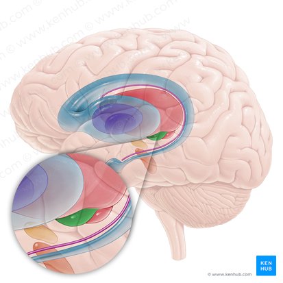Cuerpo geniculado lateral (Corpus geniculatum laterale); Imagen: Paul Kim
