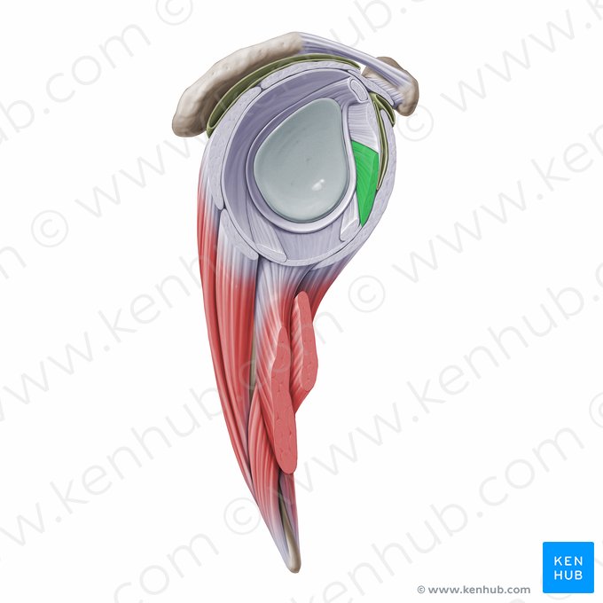 Ligamento glenoumeral médio (Ligamentum glenohumerale medius); Imagem: Paul Kim