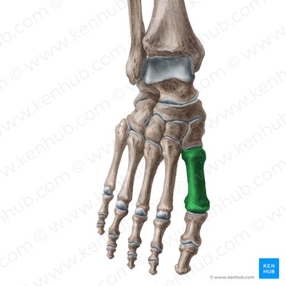 Os 1 metatarsi (1. Mittelfußknochen); Bild: Liene Znotina