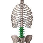 Columna lumbar