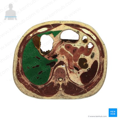 Fígado (Hepar); Imagem: National Library of Medicine