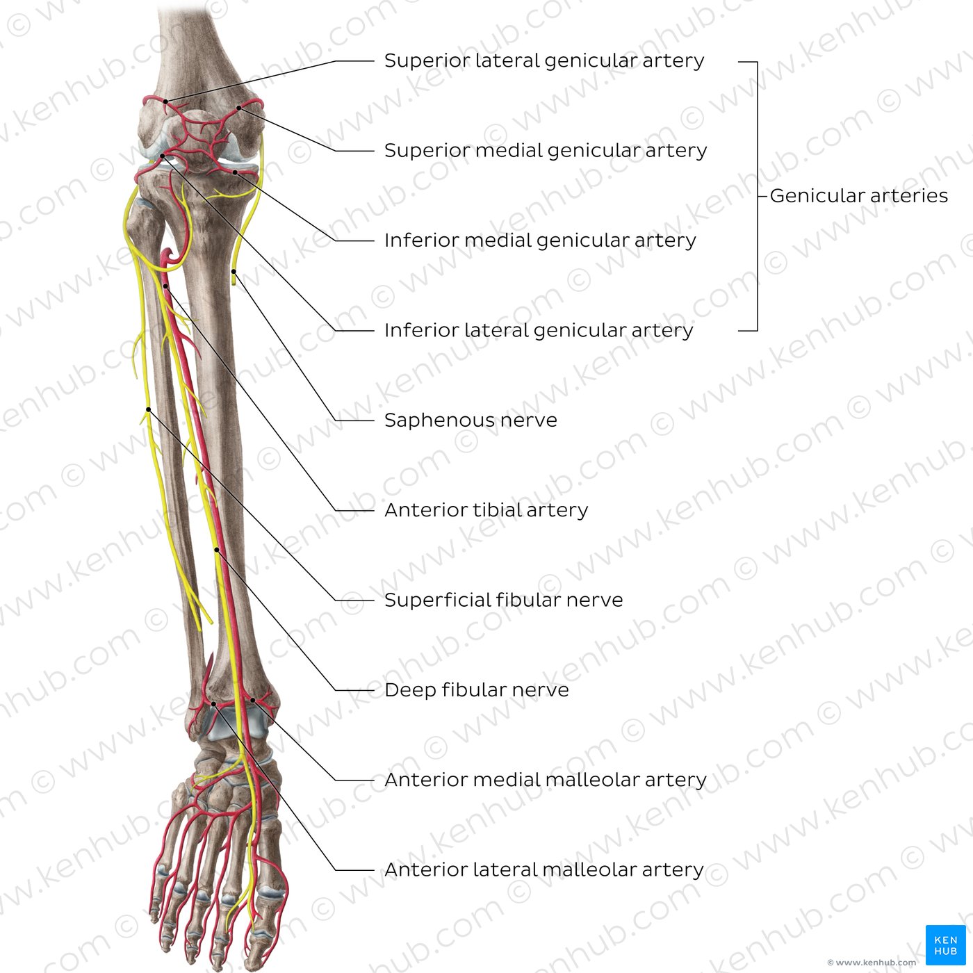 Arteries and nerves of the knee and leg (anterior view)