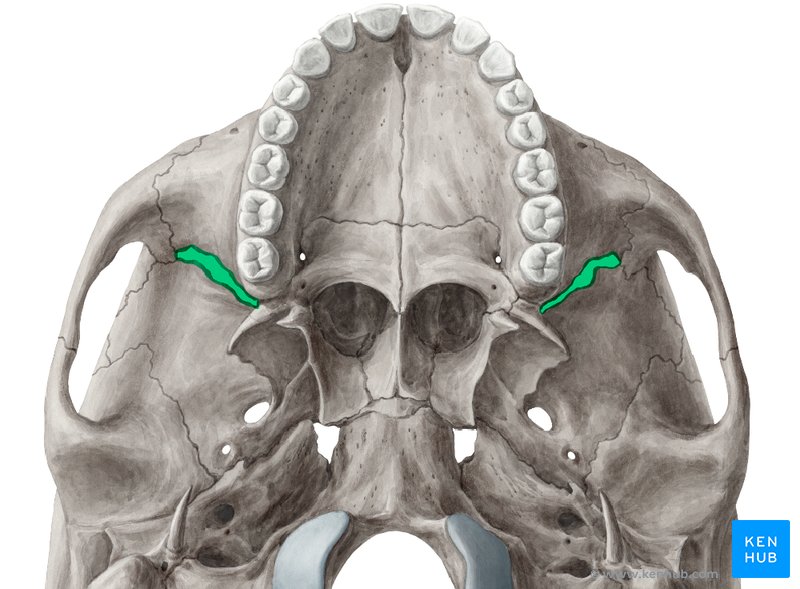 Inferior orbital fissure