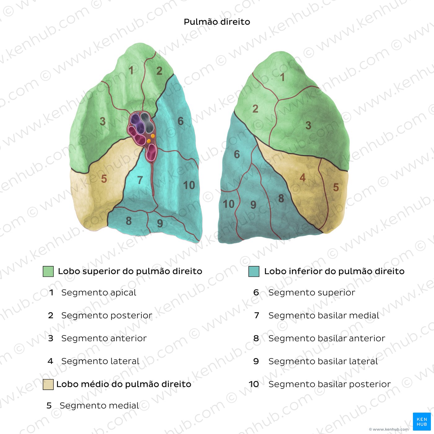 Segmentos broncopulmonares - Pulmão direito