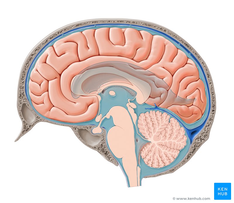 Cerebrospinal fluid within the cavities of the brain