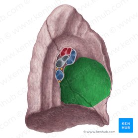 Cardiac impression of left lung (Impressio cardiaca pulmonis sinistri); Image: Yousun Koh