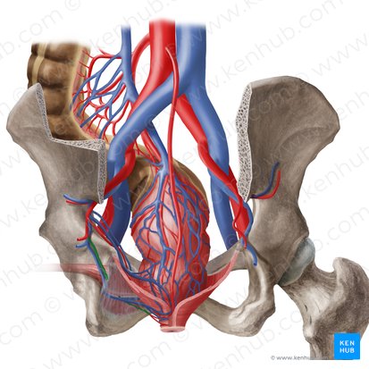 Arteria pudenda interna (Innere Schamarterie); Bild: Begoña Rodriguez