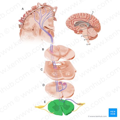 Medulla spinalis (Rückenmark); Bild: Paul Kim