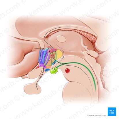 Posterior longitudinal fasciculus (Fasciculus longitudinalis posterior); Image: Paul Kim