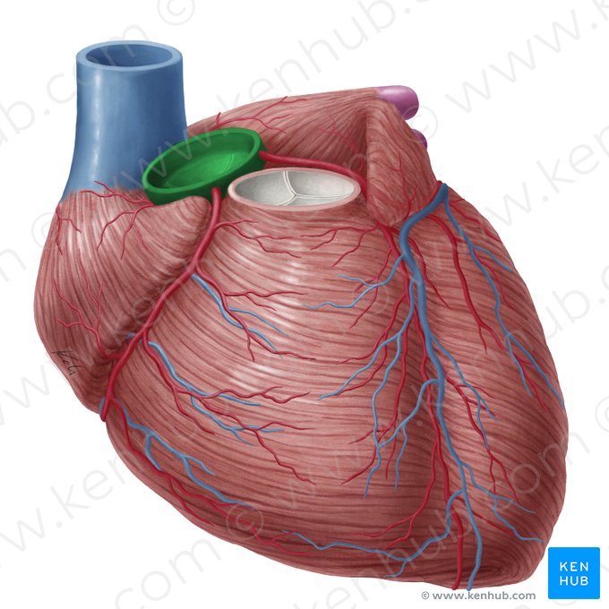 Ascending aorta (Aorta ascendens); Image: Yousun Koh