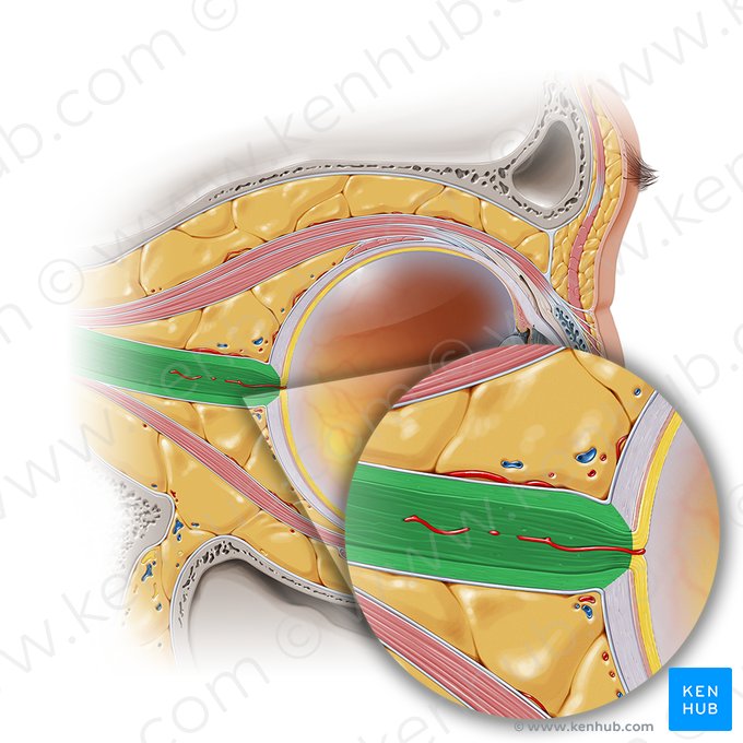 Nervo óptico (Nervus opticus); Imagem: Paul Kim