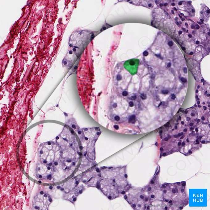 Célula acinar serosa (Serocytus); Imagem: 