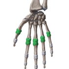 Metacarpophalangeal (MCP) joints