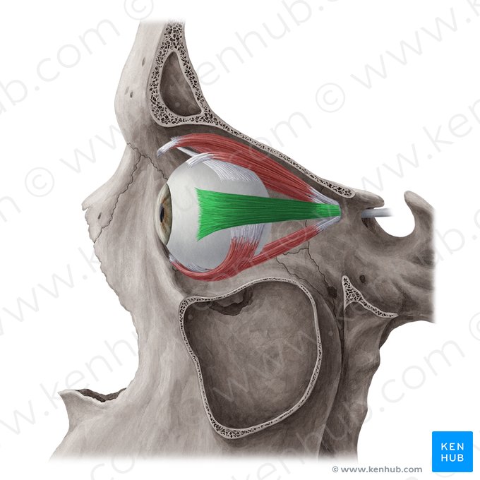 Lateral rectus muscle (Musculus rectus lateralis); Image: Yousun Koh