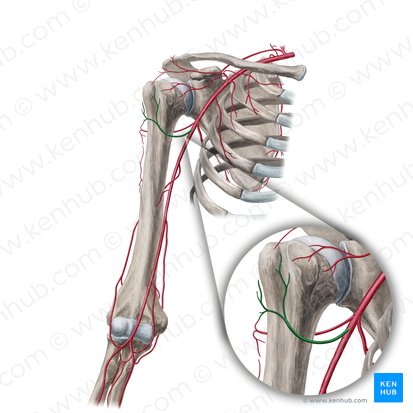 Arteria circumflexa anterior humeri (Vordere Oberarmkranzarterie); Bild: Yousun Koh