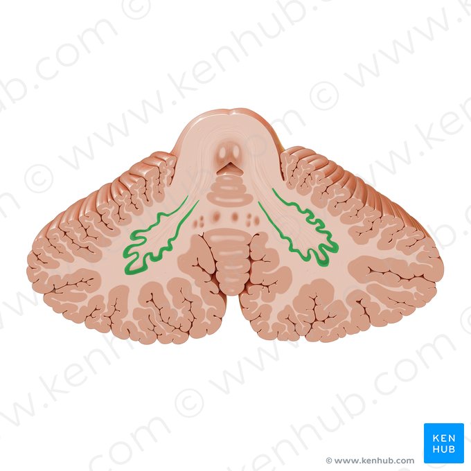Dentate nucleus (Nucleus dentatus); Image: Paul Kim
