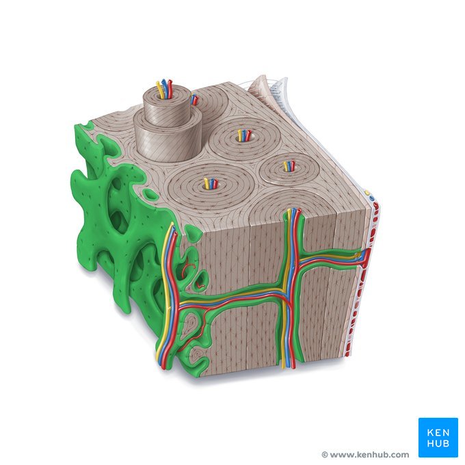 Endosteum Anatomy and function Kenhub