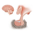 Pituitary gland