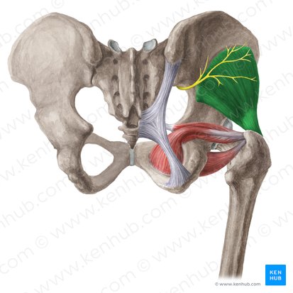 Músculo glúteo menor (Musculus gluteus minimus); Imagen: Liene Znotina