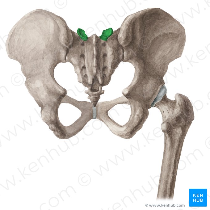 Proceso articular superior del sacro (Processus articularis superior sacri); Imagen: Liene Znotina