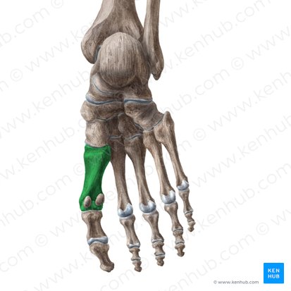 Os 1 metatarsi (1. Mittelfußknochen); Bild: Liene Znotina