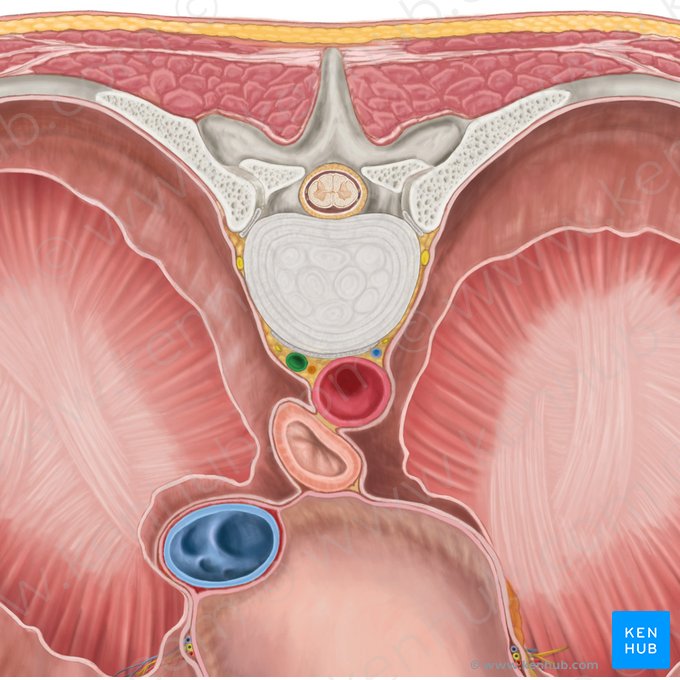 Azygos vein (Vena azygos); Image: Brendon Farley