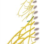 Nervus dorsalis scapulae