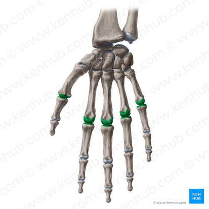 Metacarpophalangeal joints (Articulationes metacarpophalangeae); Image: Yousun Koh