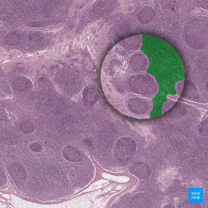 Pars profunda corticis nodi lymphoidei (Übergangszone des Lymphknotens); Bild: 