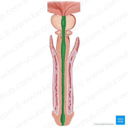 Urètre (Urethra); Image : Samantha Zimmerman