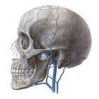 Main veins of the head and neck